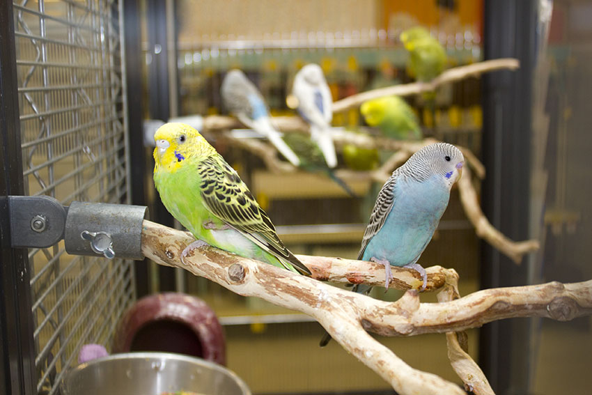 budgies in large cage