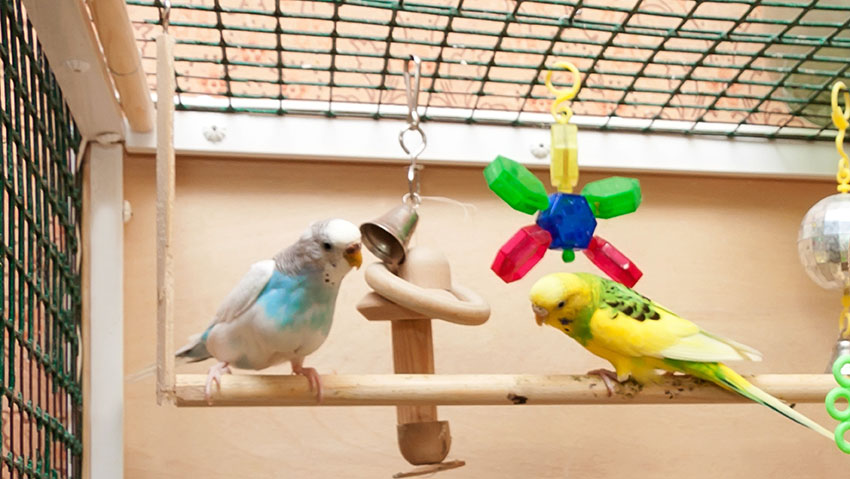 Budgies on a swing