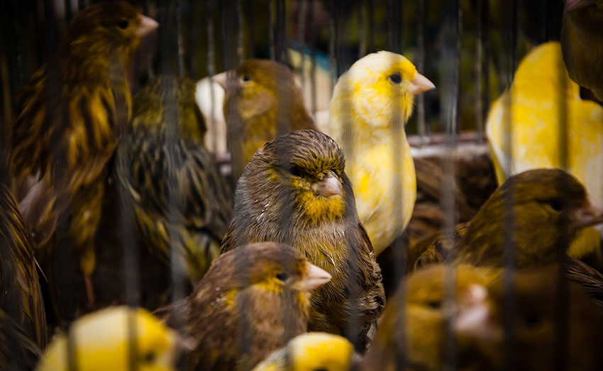 Caged Canaries