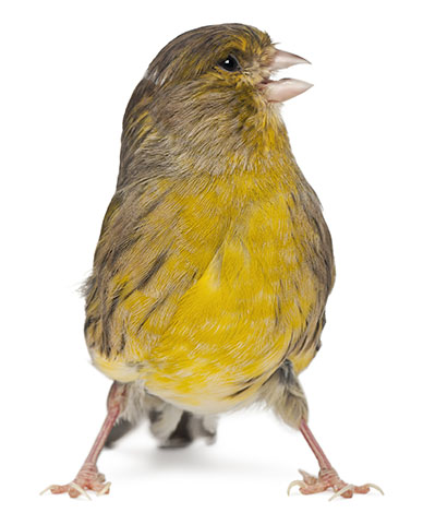 Angry Canary