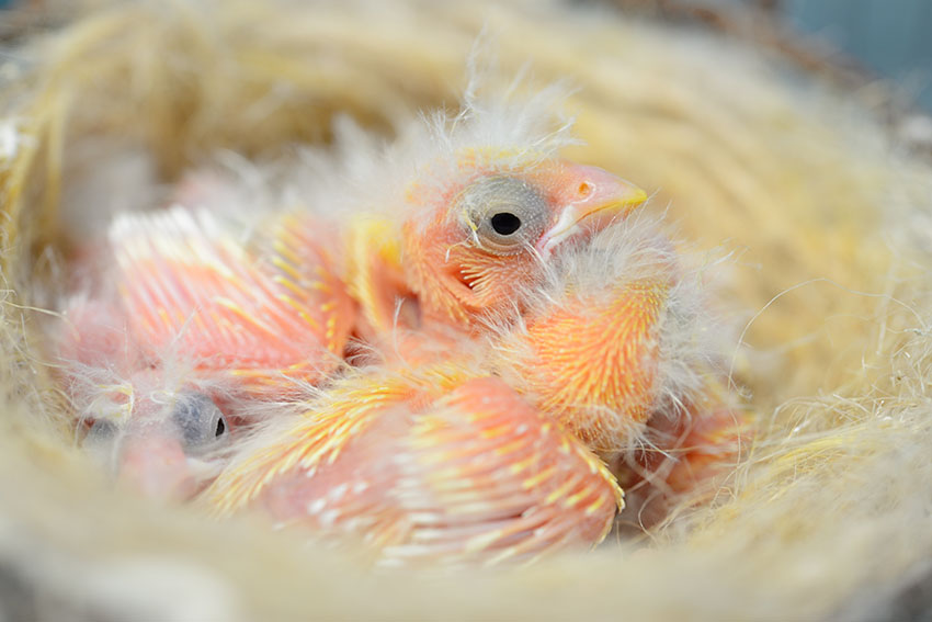 Canary fledglings in nest