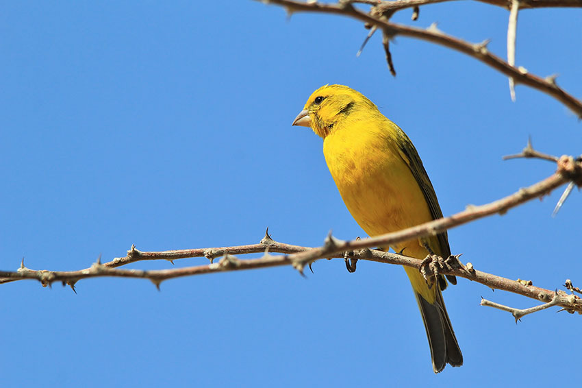 Different finch species