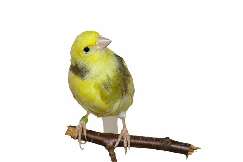 American Singer Canary