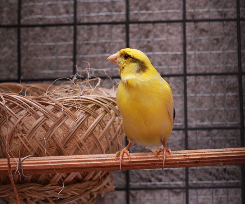 canary nesting