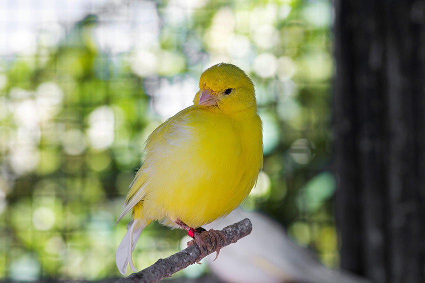 Border Canary