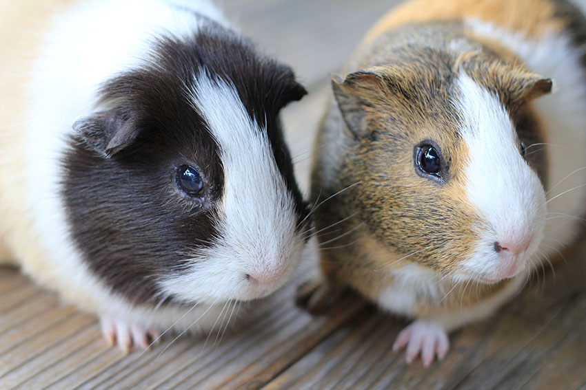 Vervagen Rodeo versterking Zal een ik mannetjes of vrouwtjes cavia nemen? | Een cavia uitzoeken