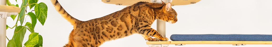 Kat speelt in een indoor klimboom voor katten freestyle omlet