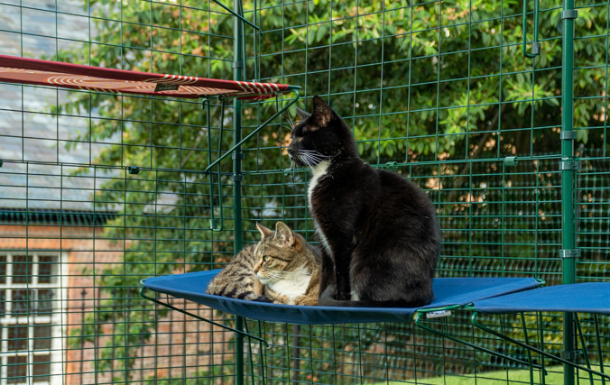 Cats relaxing in a fabric cat shelf inside a catio