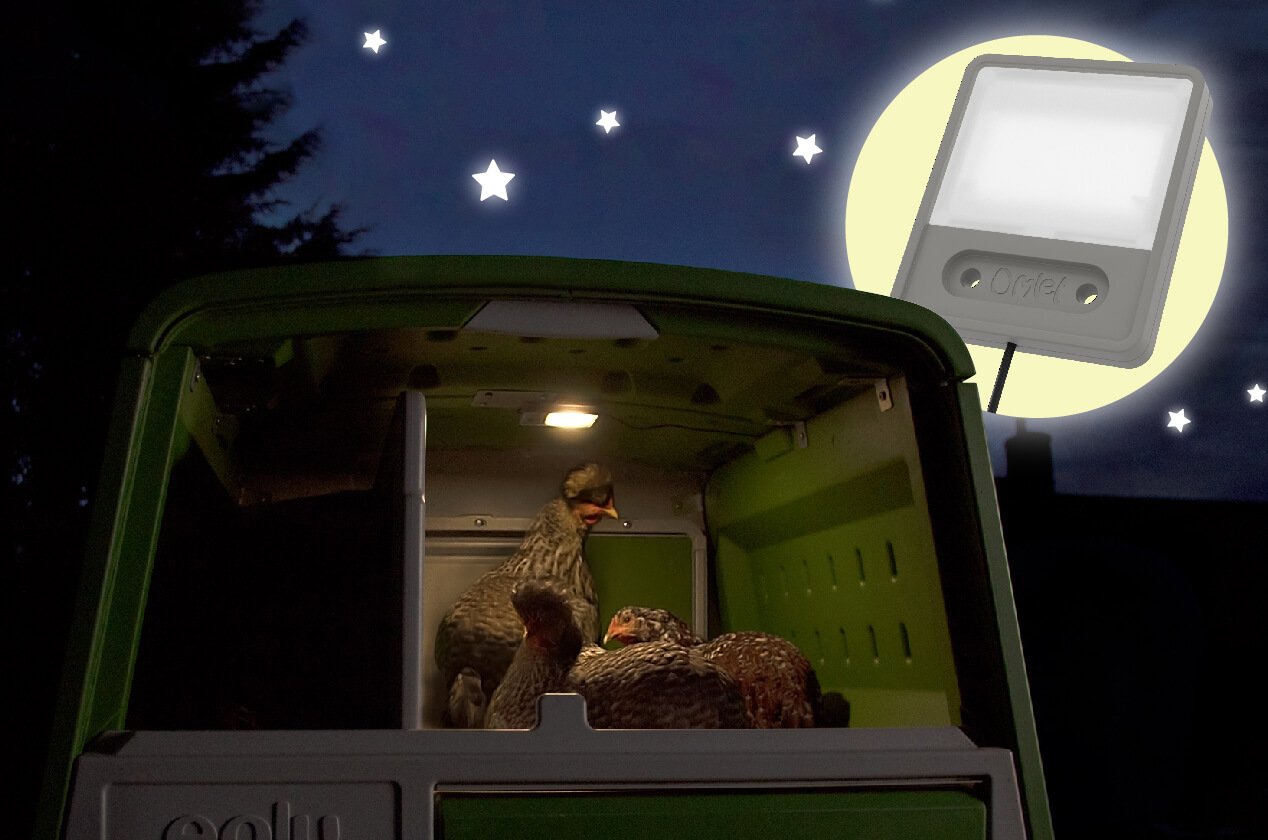 De kippenhoklamp gaat aan voordat de Autodoor sluit, om uw kippen te laten weten dat het tijd is om op stok te gaan!