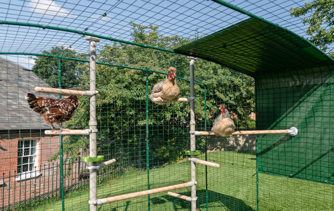 Kippen spelen in Omlet inloopren, nog leuker gemaakt met het PoleTree zitstoksysteem