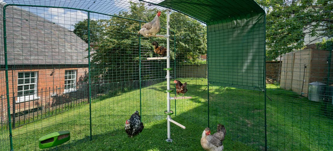 Kippen zitten op zitstokken op de Poletree in inloop kippenren