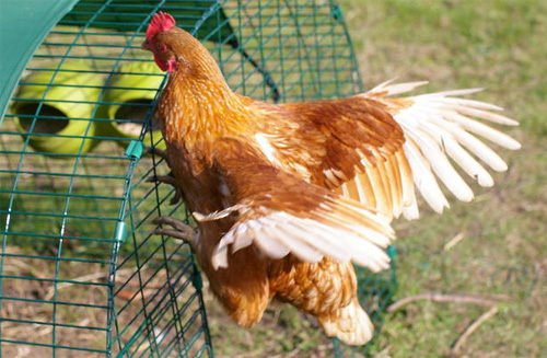 Stephanie Croft's Gingernut Ranger loves to hop up onto her Eglu Run