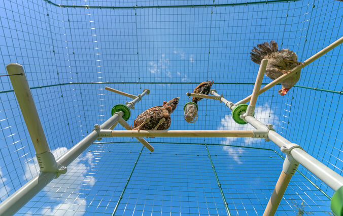 kippen op stok op PoleTree