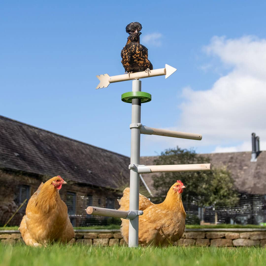 Kippen neerstrijken in de tuin in de Omlet vrijstaande universele kippenzitstok