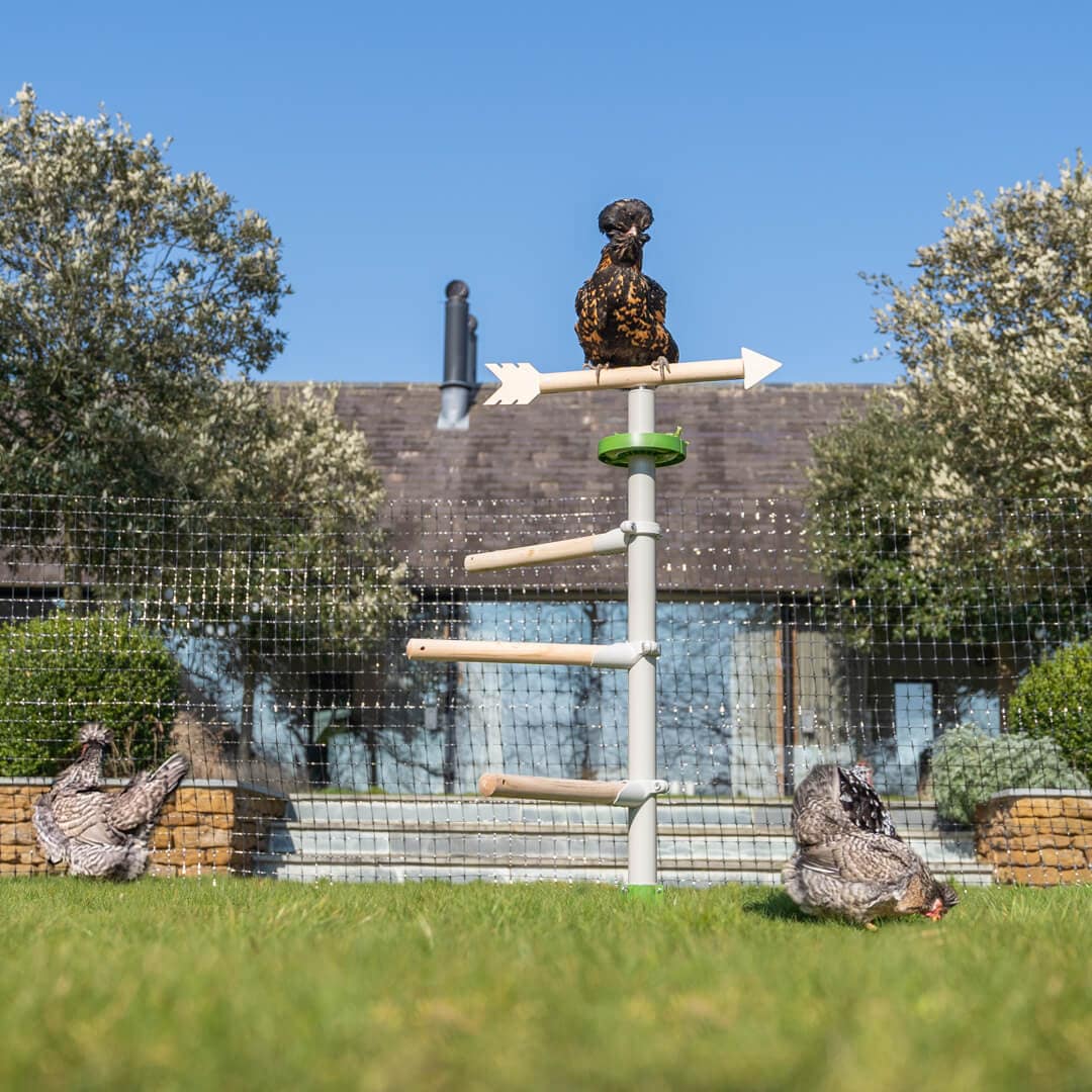 kippen spelen met kippenspeeltjes en zitten op stok op het Vrijstaande zistoksysteem