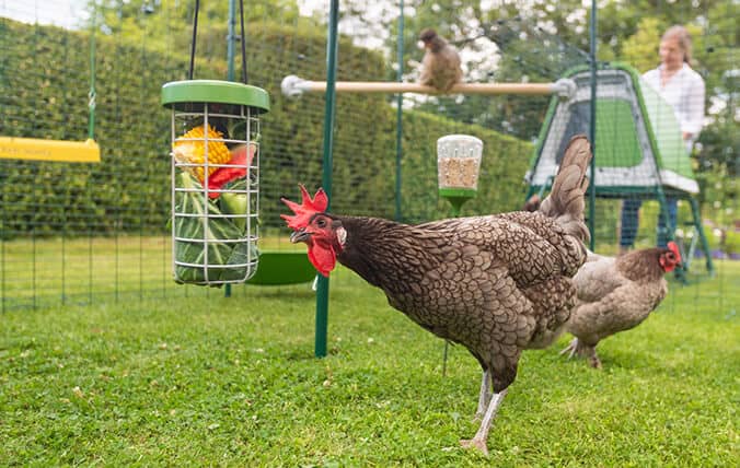 kippen spelen met de caddi snackhouder en peck toy voor kippen in hun veilige inloopren voor kippen