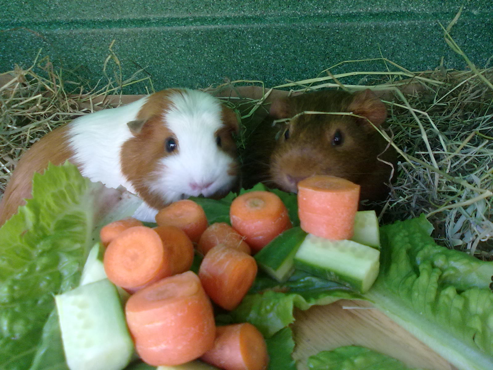 guinea pig feeding