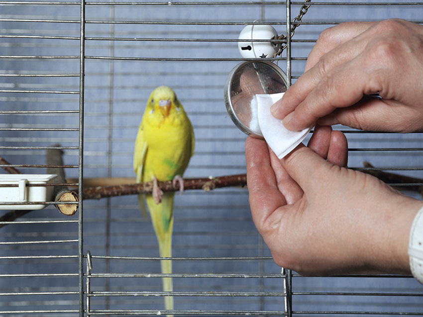 Cleaning a budgie cage