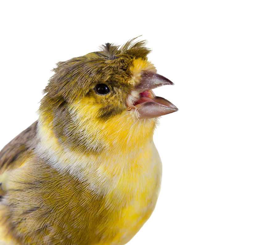 Fume hazards are a pet bird's worst enemy