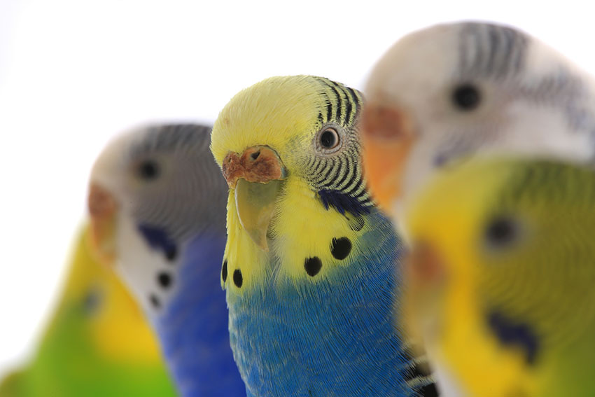 different_coloured_budgies