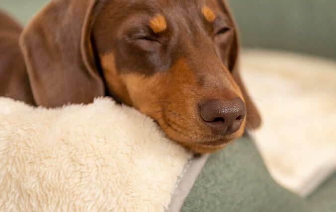 Dog sleeping on the bolster memory foam bed using the soft blanket