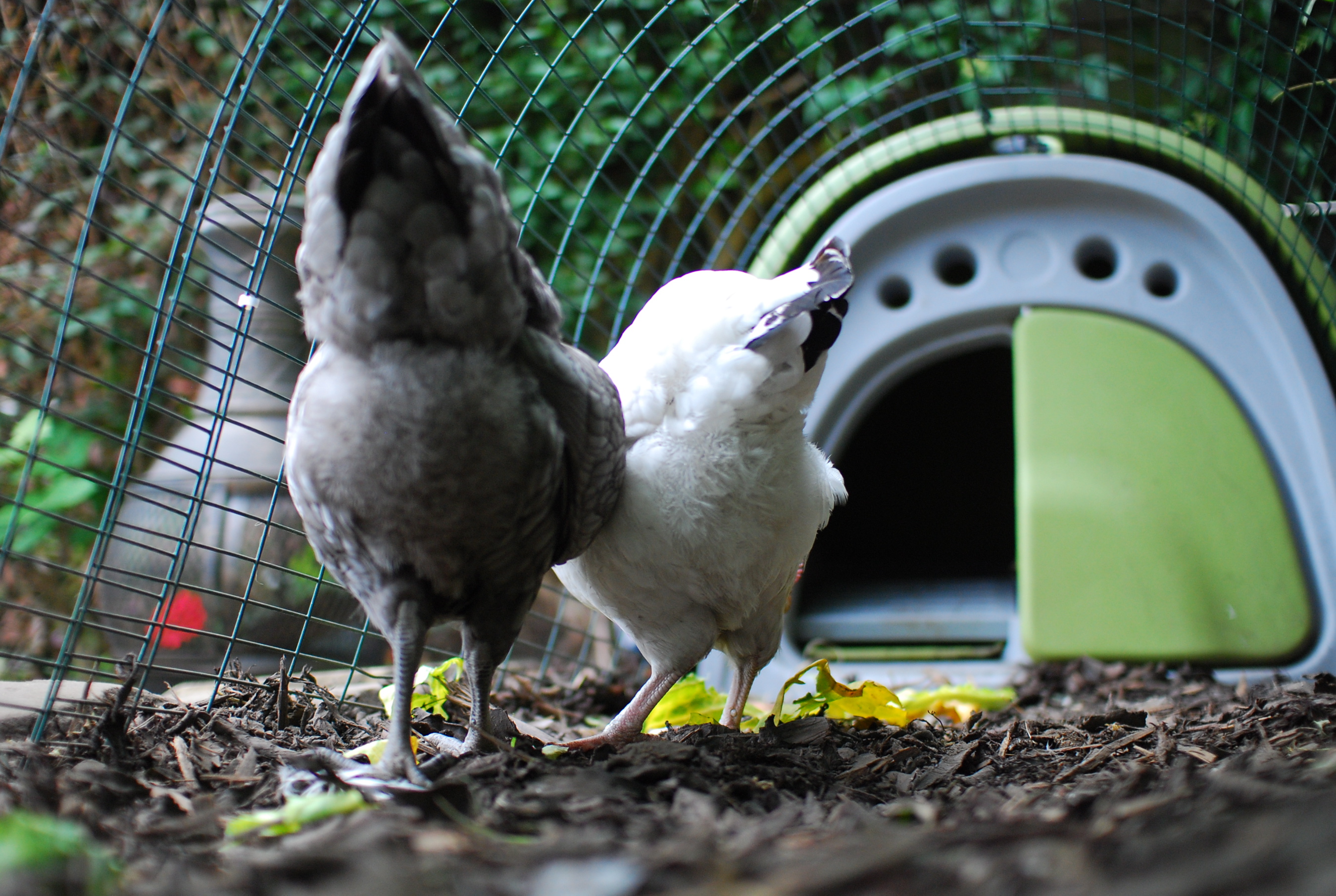 Paul Prigg wonderful hens searching for bugs in the chipped wood in the safety of their run