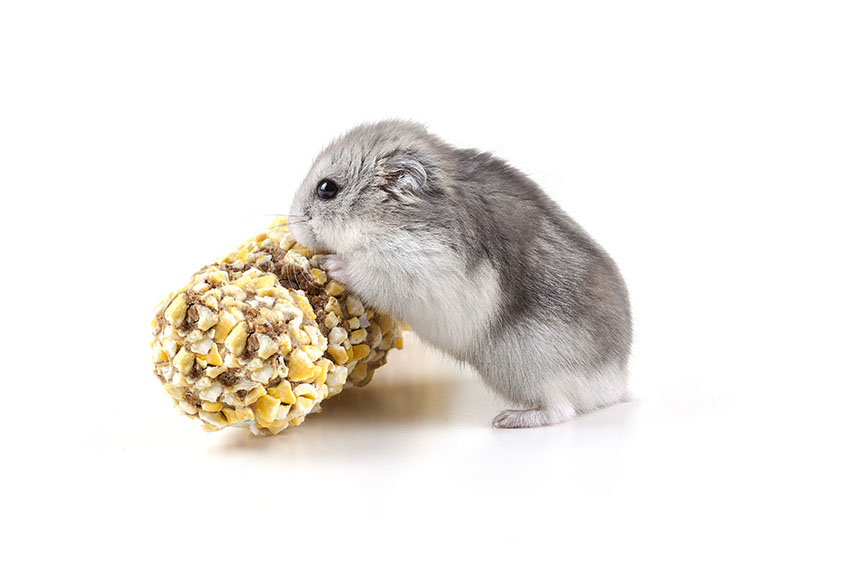 dwarf hamster colours