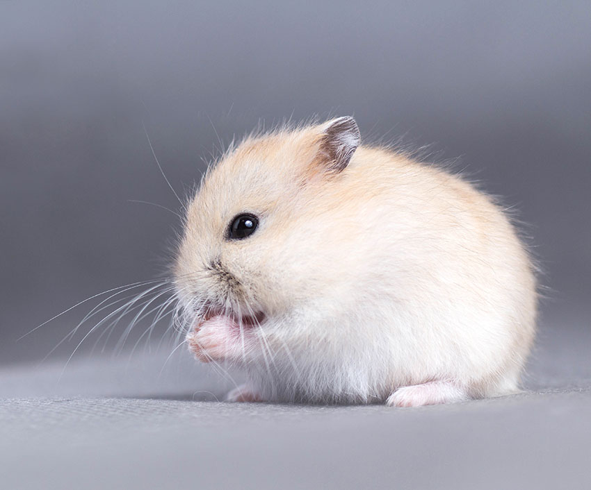 Op en neer gaan bewaker groot Een hamster als huisdier... Een mannetje of vrouwtje? | Is een hamster iets  voor mij?