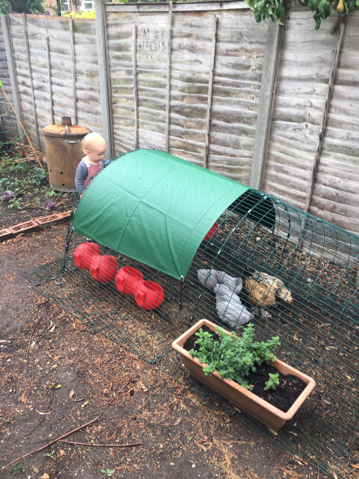Eglu Classic Kippenhok Met Accessoires Groen
