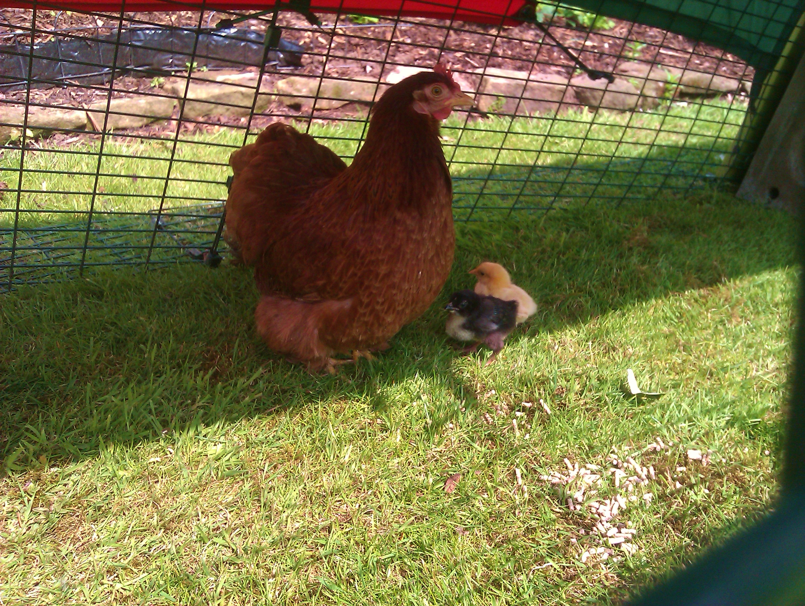 Lewis Wescott's broody hen rearing some lovely healthy chicks in her Eglu Classic and Run