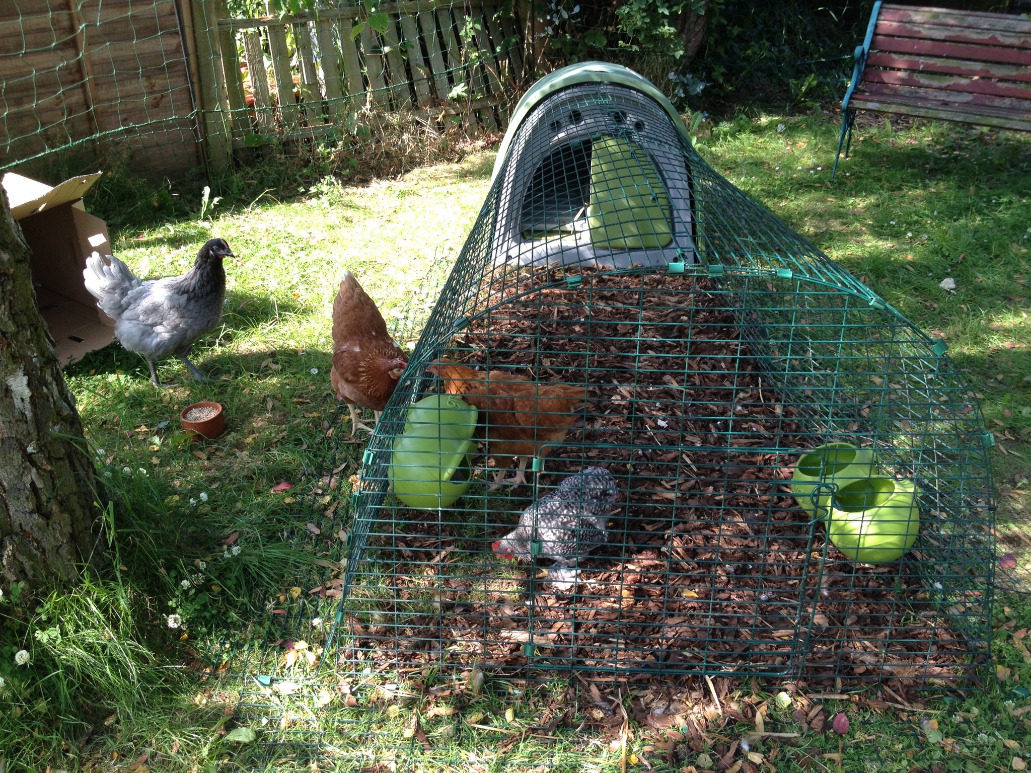 Emilia Taylor's hens love searching for worms inside their Eglu Run