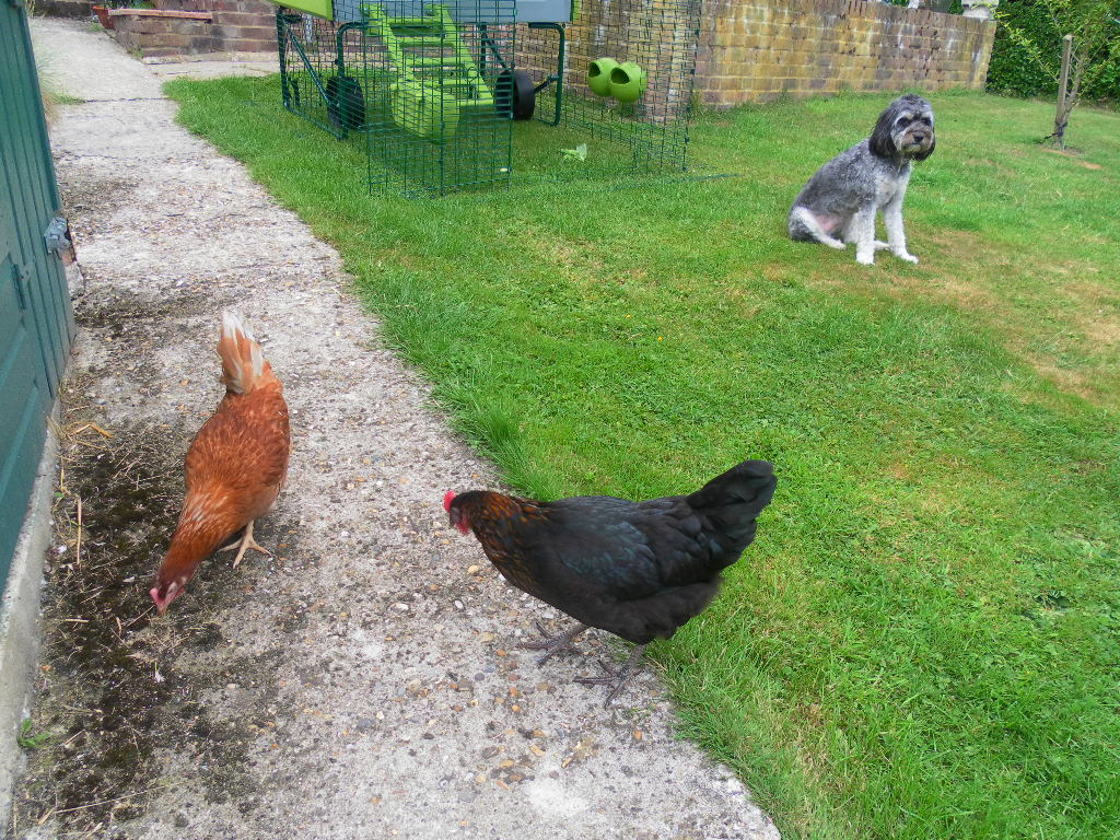 Martin Dungey's beautiful dog guarding their lovely hens
