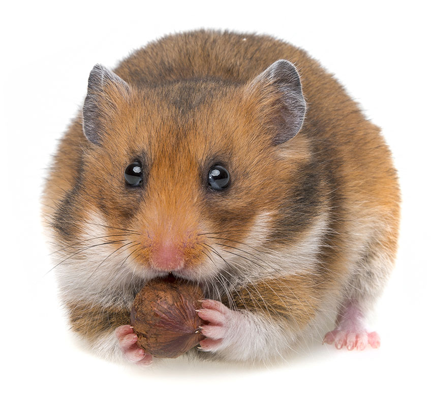 equipment for a hamster