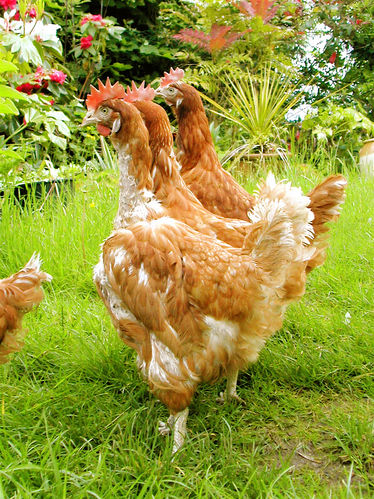 Three moulting chickens roaming around the garden in search for some tasty worms