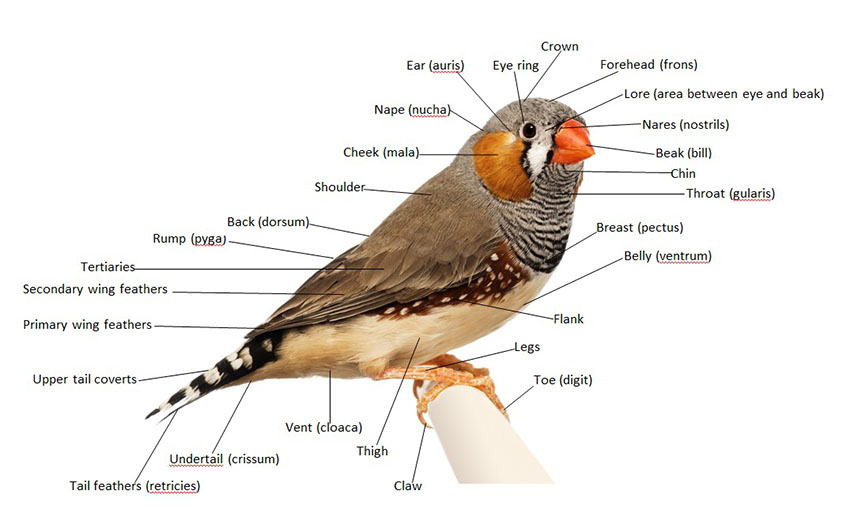 Finch anatomy