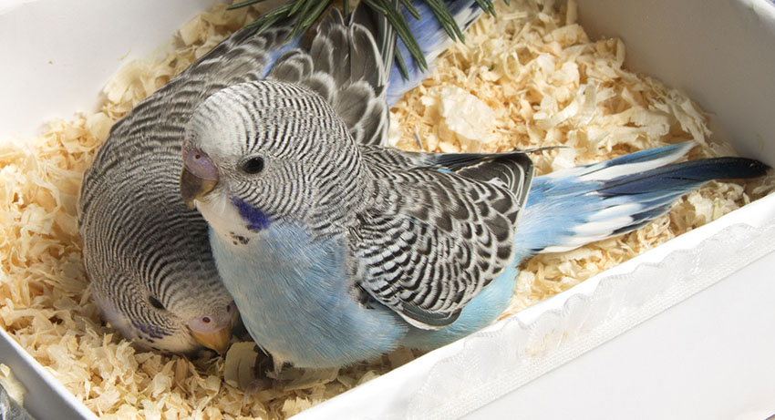 five_week_old_blue_budgies_in_box