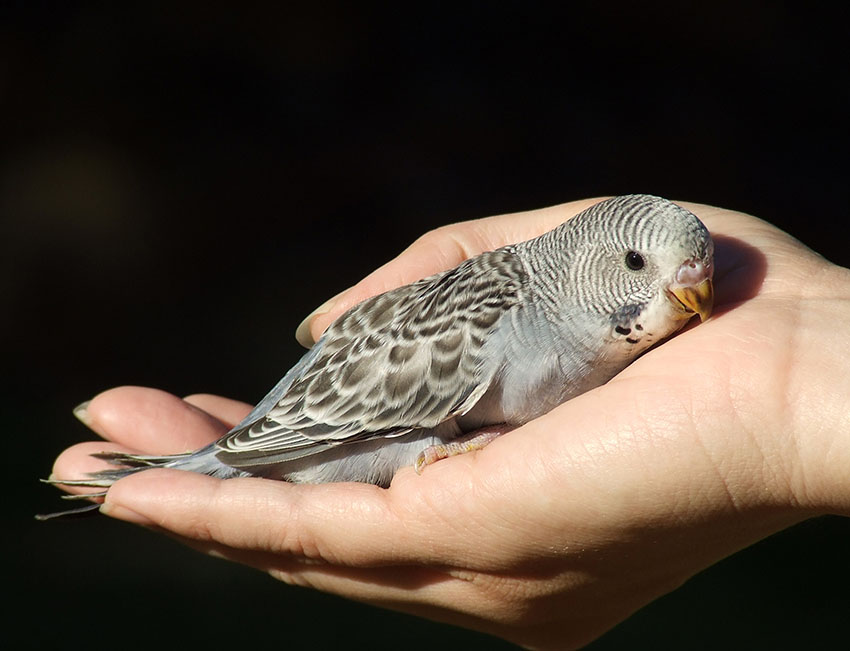 five week old budgie