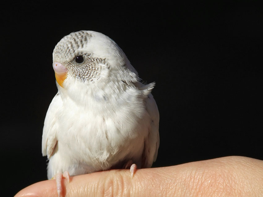 five week old budgie perching on finger