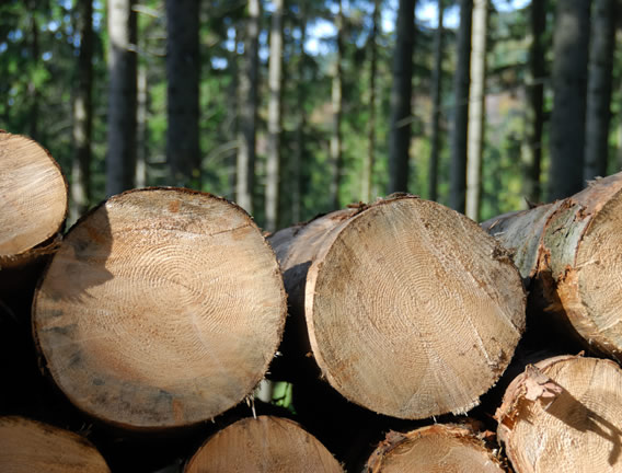 Forsham Timber.