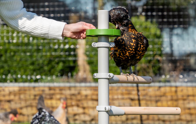 vrouw voegt kippensnakcs toe aan het snack-accessoire voor de Vrijstaande zitstokladder