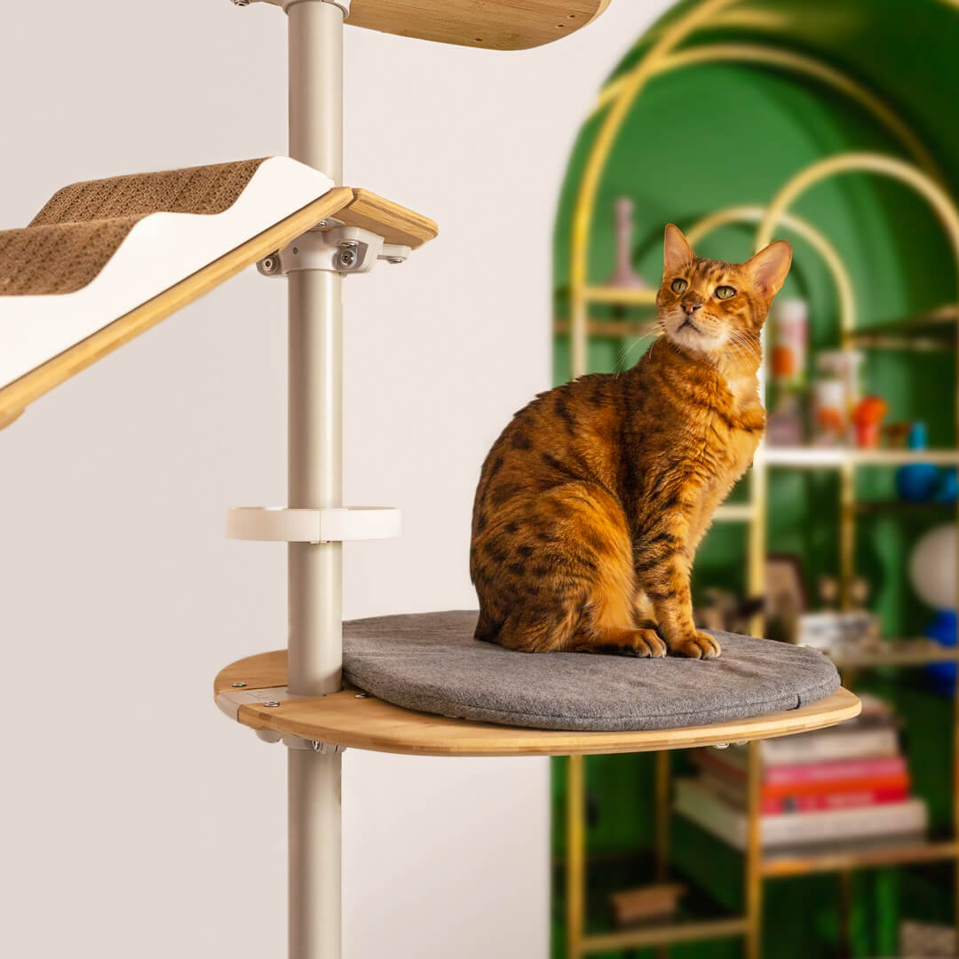 Kat relaxt in de indoor vloer-tot-plafond klimboom voor katten