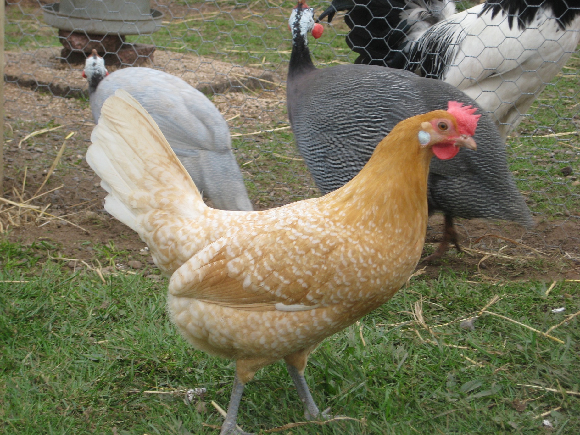 friese kippenrassen