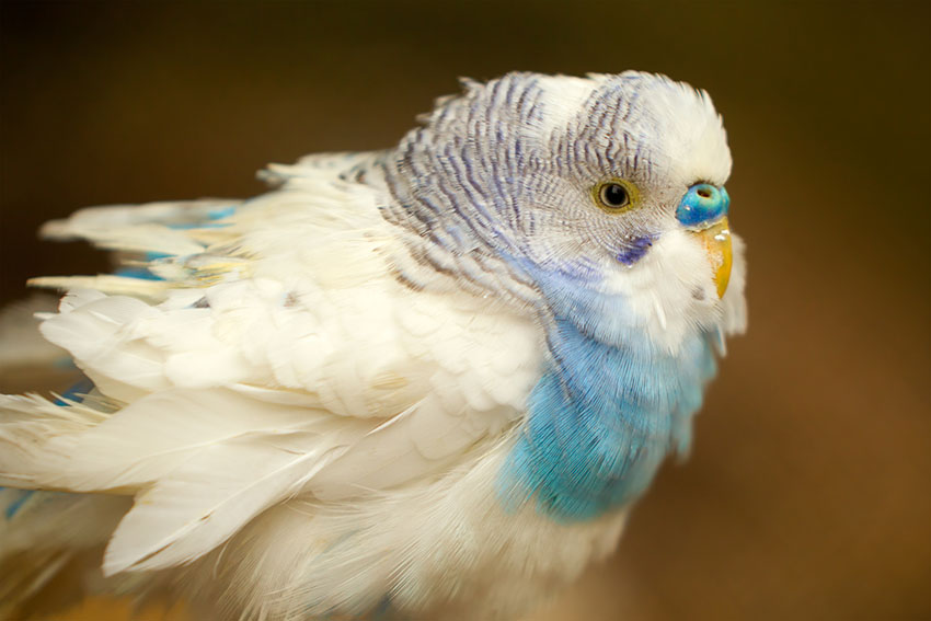 frilled budgie