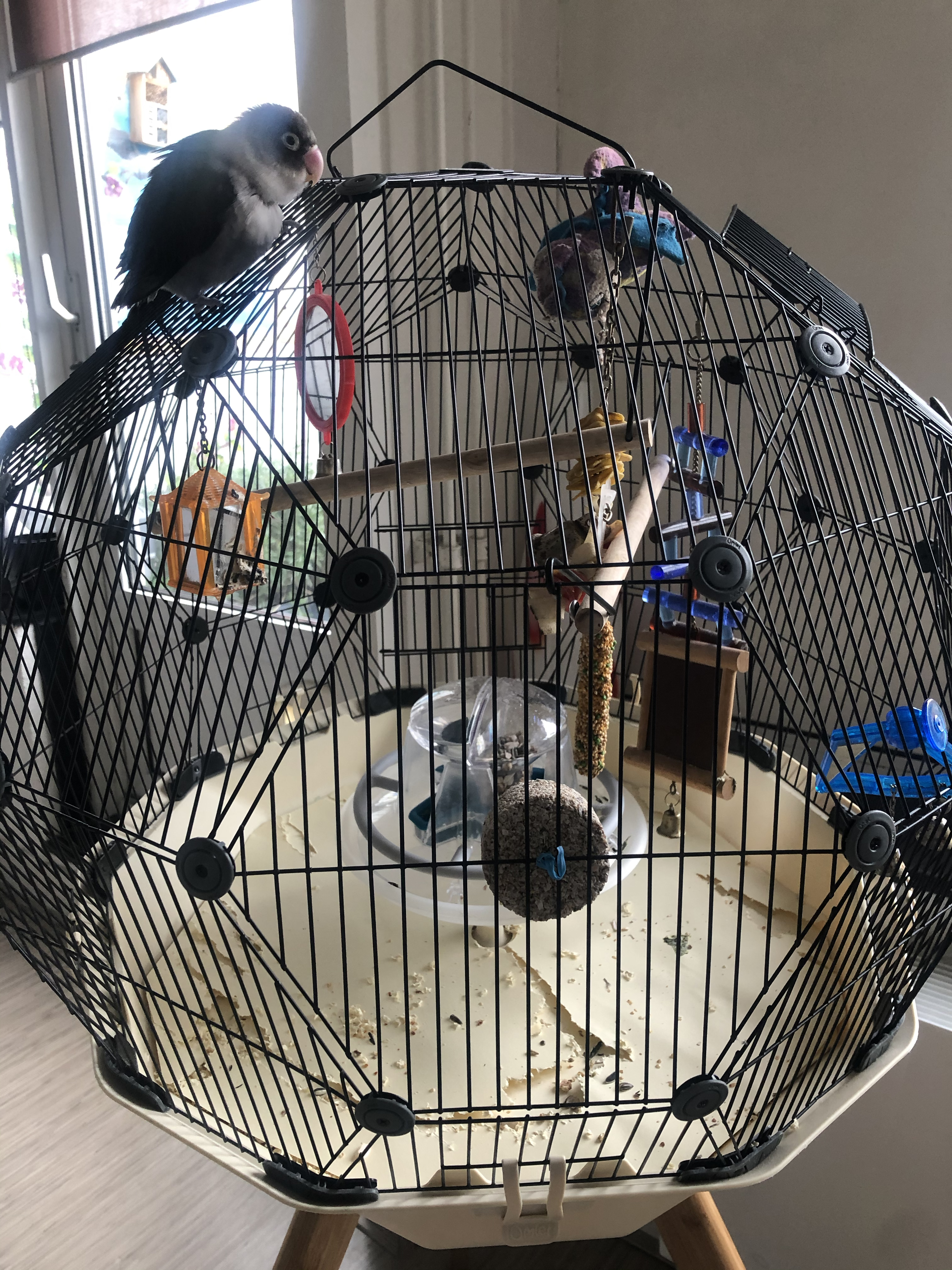 Vogelkooi Ronde vogelkooi Hangende vogelkooi Middelgrote en grote vogelkooi Vogeldrager Vogelkooiframe Geschikt for de meeste vogels Vogelkooien Voor Parkieten