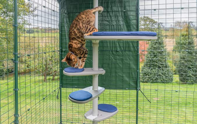 Kitten gebruikt de extra tredes van zijn klimpaal om tegemoet te komen aan zijn behoeften