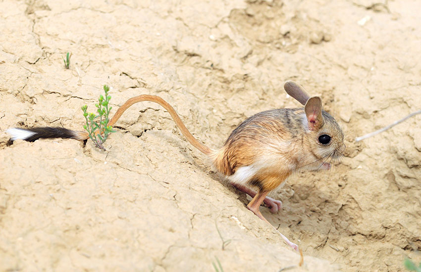 gerbil means jerboa