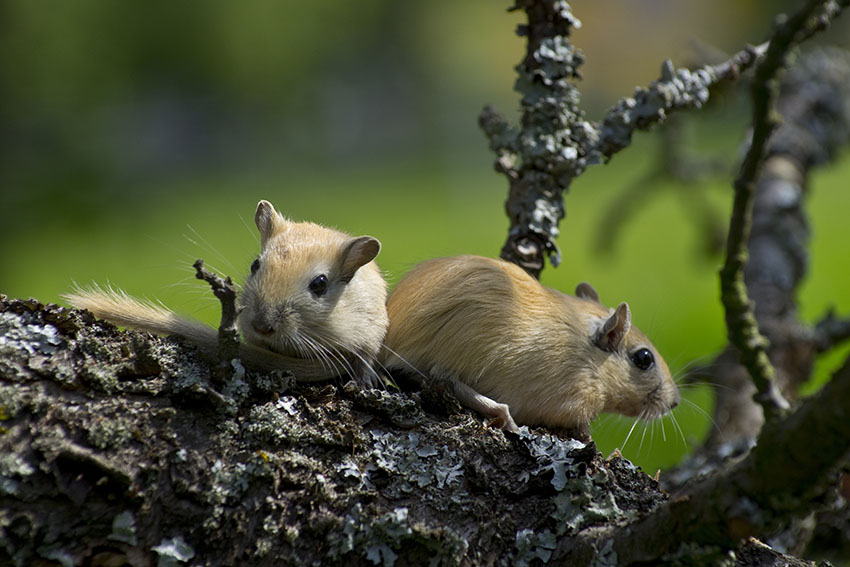 a cute pair of gerbils 