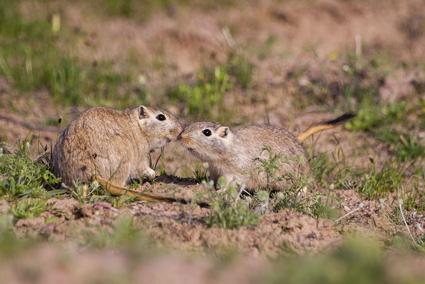 gerbils in the desert