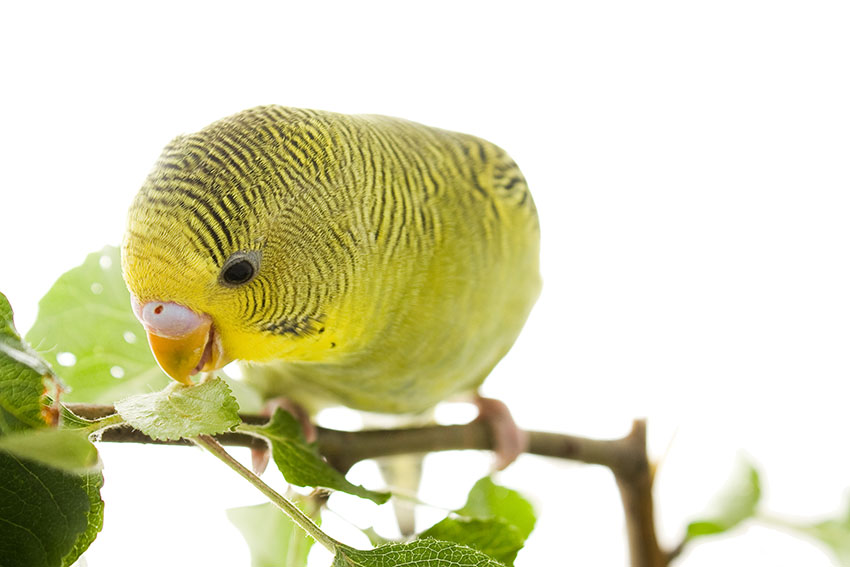 Green budgie eating herbs