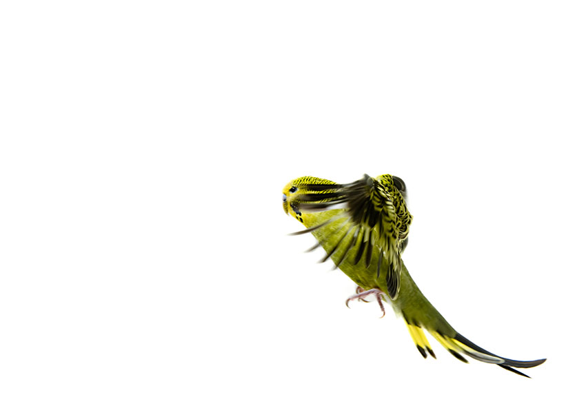 green budgie flying